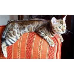 Lieve Bengaal dekkater (niet te koop)