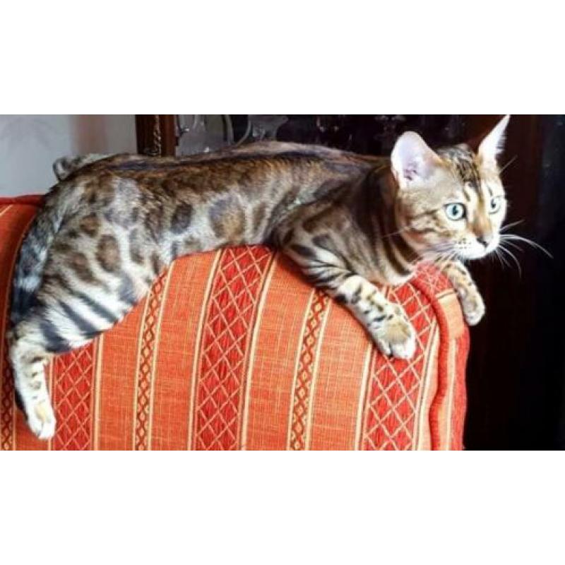 Lieve Bengaal dekkater (niet te koop)