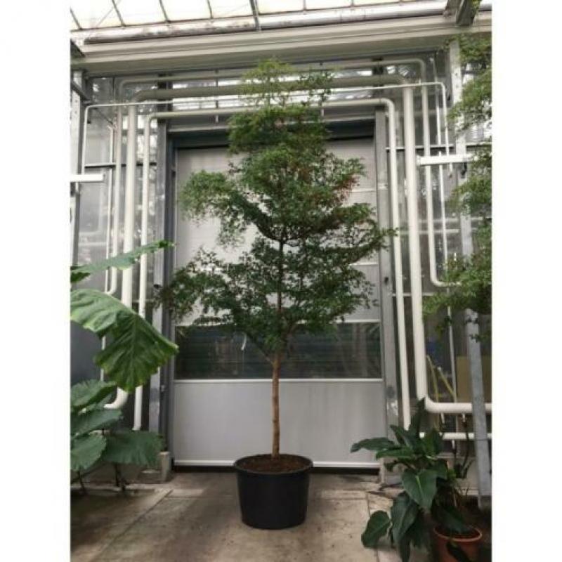 Kantoorbomen Bladhoudend 490-500cm art26584