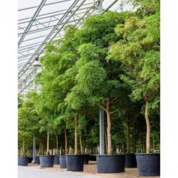 Kantoorbomen Bladhoudend 490-500cm art26584