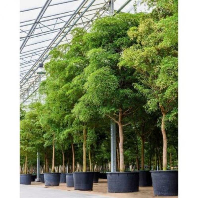 Kantoorbomen Bladhoudend 490-500cm art26584