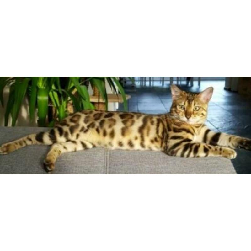 Lieve Bengaal dekkater (niet te koop)