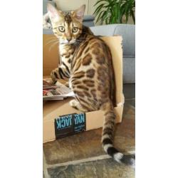 Lieve Bengaal dekkater (niet te koop)