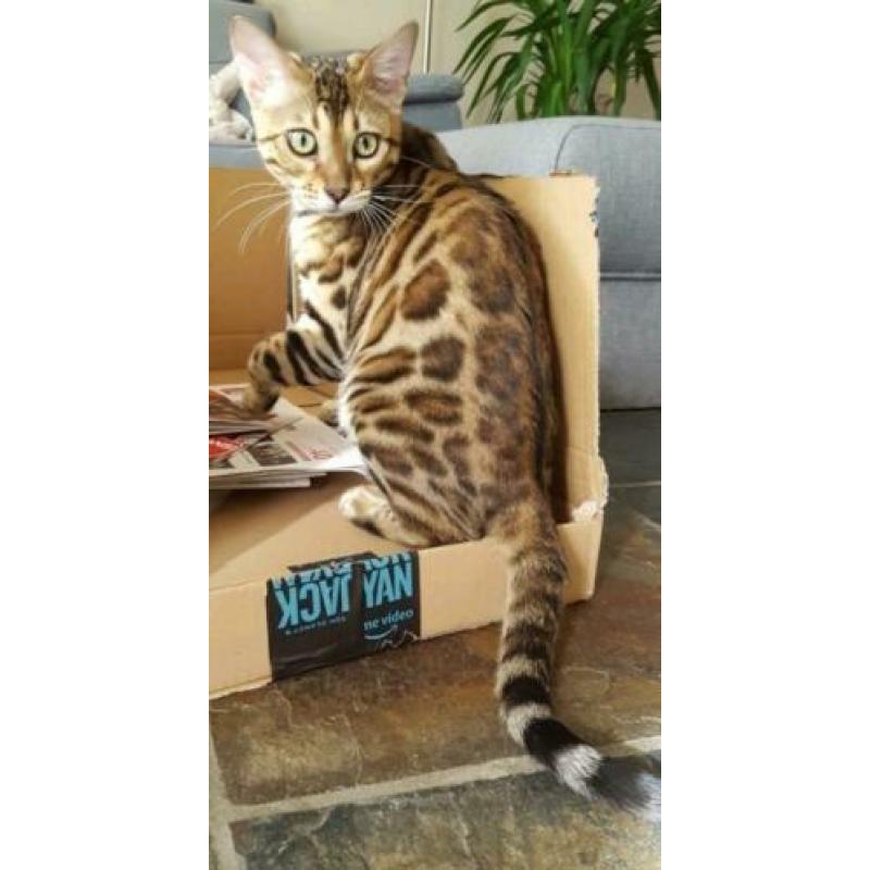 Lieve Bengaal dekkater (niet te koop)