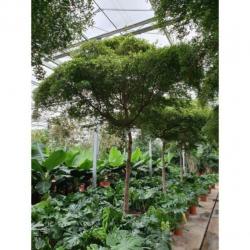 Kantoorbomen Bladhoudend 490-500cm art26584