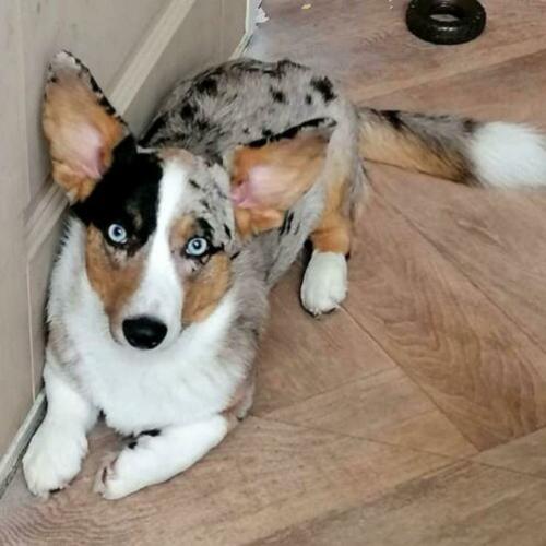 Dekreu Welsh corgi cardigan