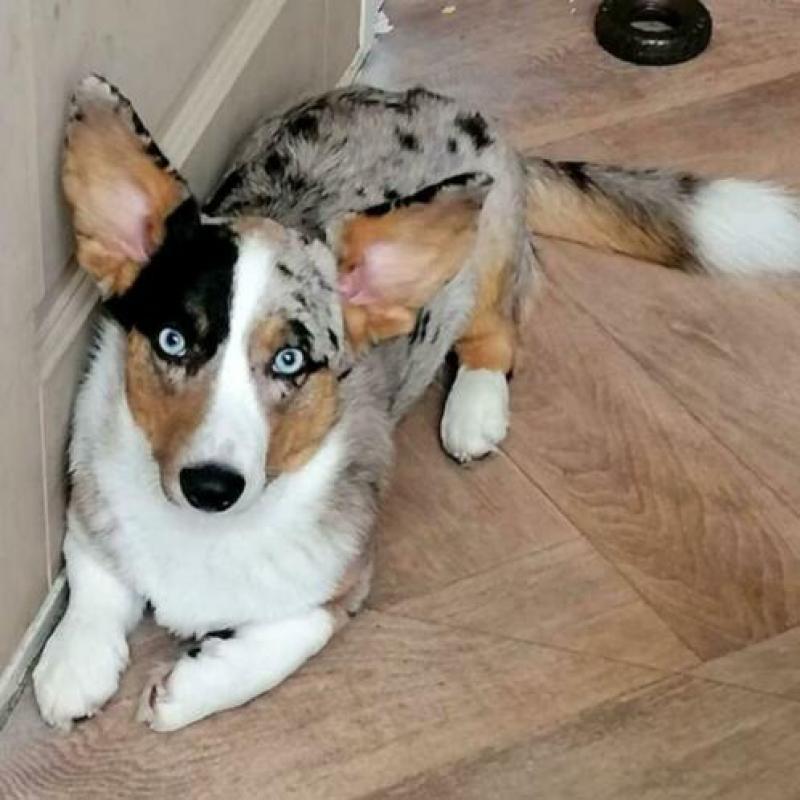 Dekreu Welsh corgi cardigan