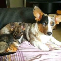 Dekreu Welsh corgi cardigan