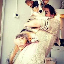 Dekreu Welsh corgi cardigan