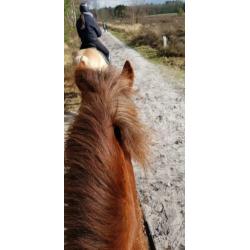 Gezocht bijrijder/verzorgpaard aangeboden