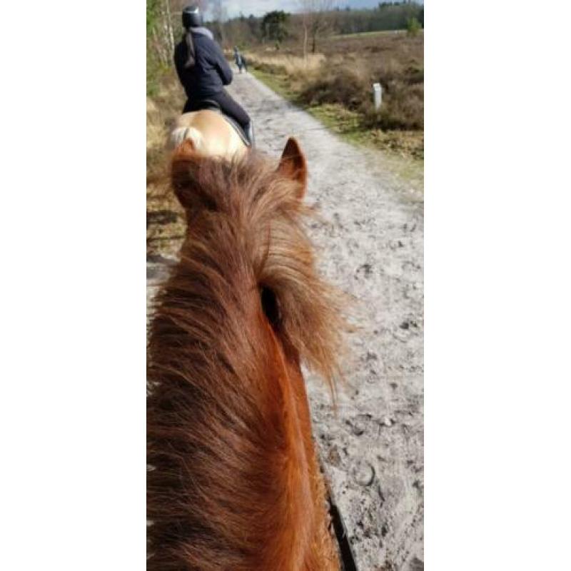 Gezocht bijrijder/verzorgpaard aangeboden