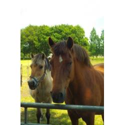 Gezocht bijrijder/verzorgpaard aangeboden