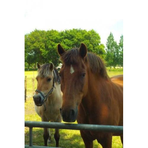 Gezocht bijrijder/verzorgpaard aangeboden