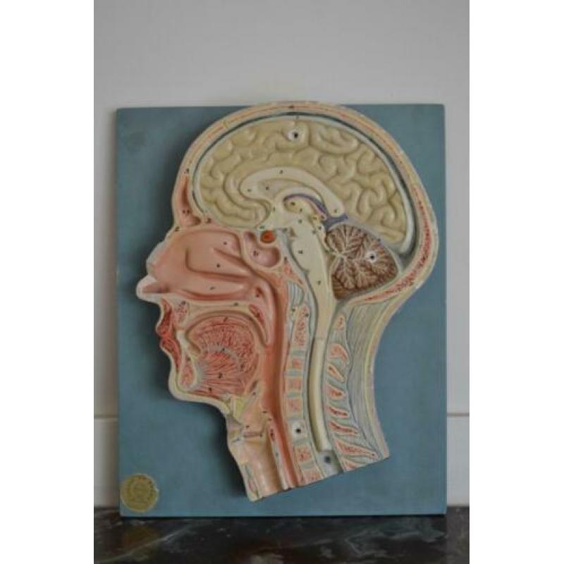 3D Anatomisch model hoofd bij "Blossom Brocante"