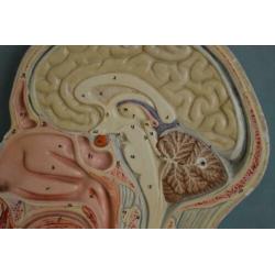 3D Anatomisch model hoofd bij "Blossom Brocante"