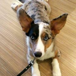 Dekreu Welsh corgi cardigan
