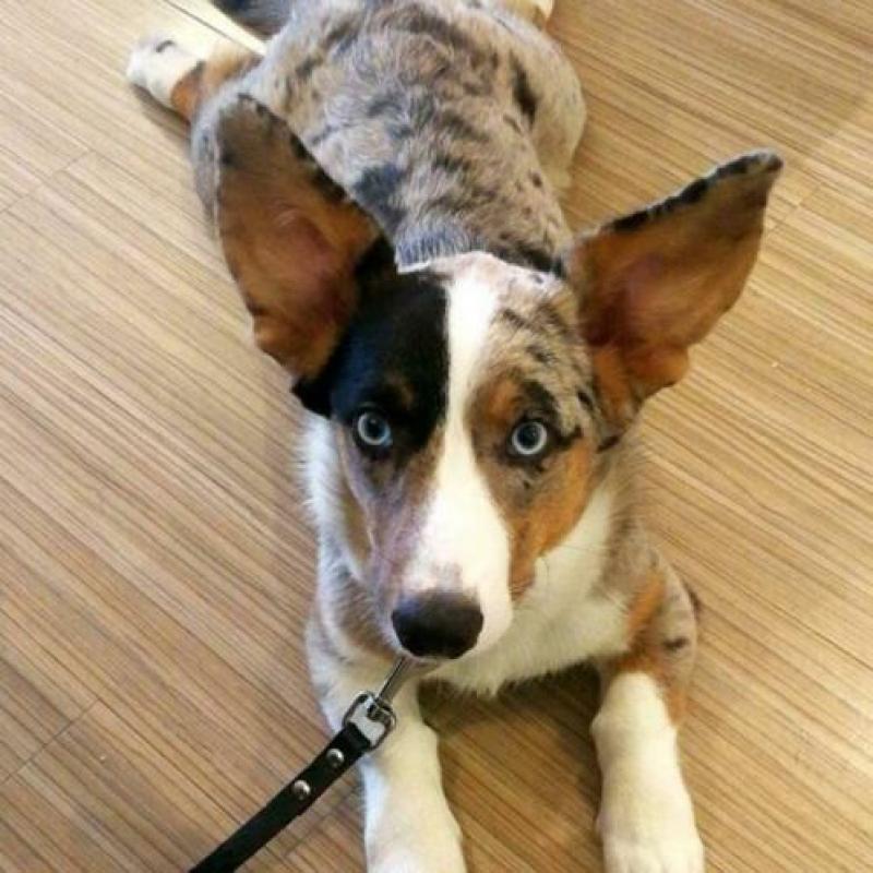 Dekreu Welsh corgi cardigan