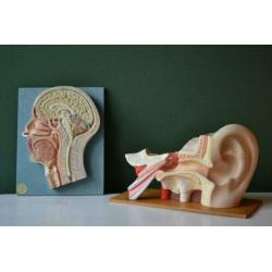 3D Anatomisch model hoofd bij "Blossom Brocante"