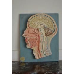 3D Anatomisch model hoofd bij "Blossom Brocante"