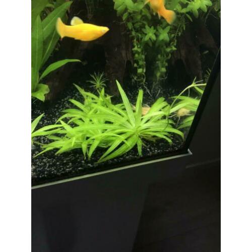 helanthium quadricostatus stekken