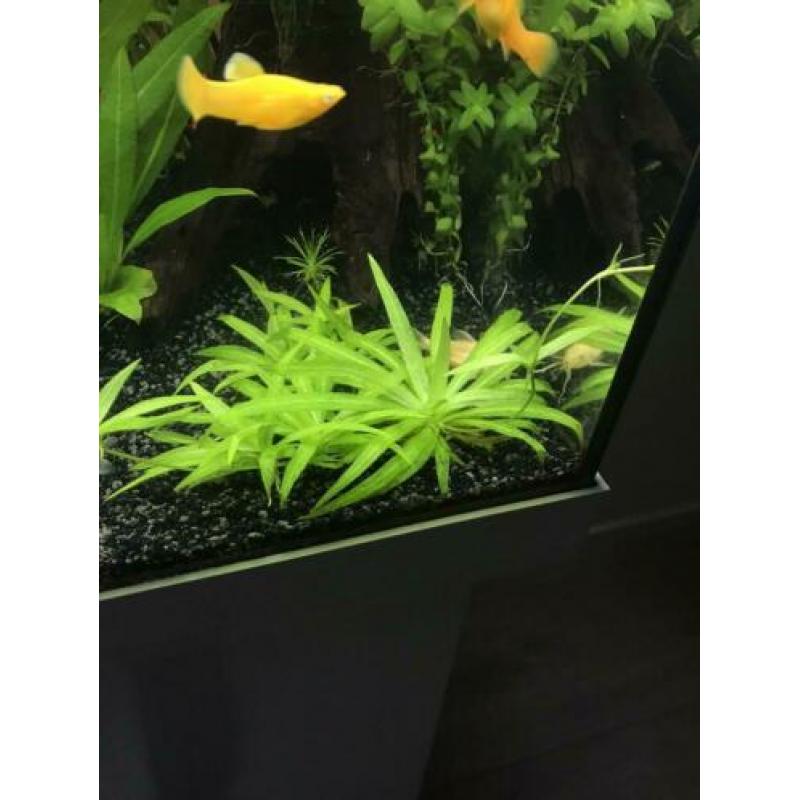 helanthium quadricostatus stekken