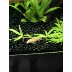 helanthium quadricostatus stekken