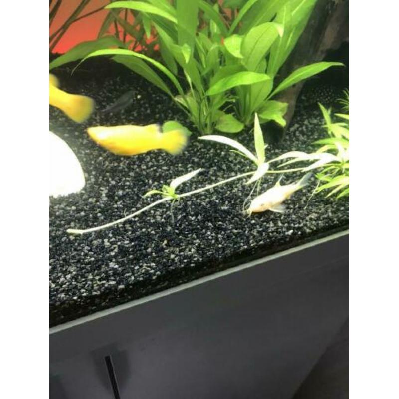 helanthium quadricostatus stekken