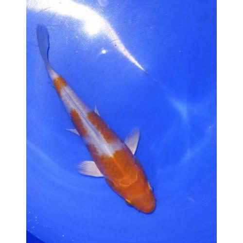 Koi karpers
