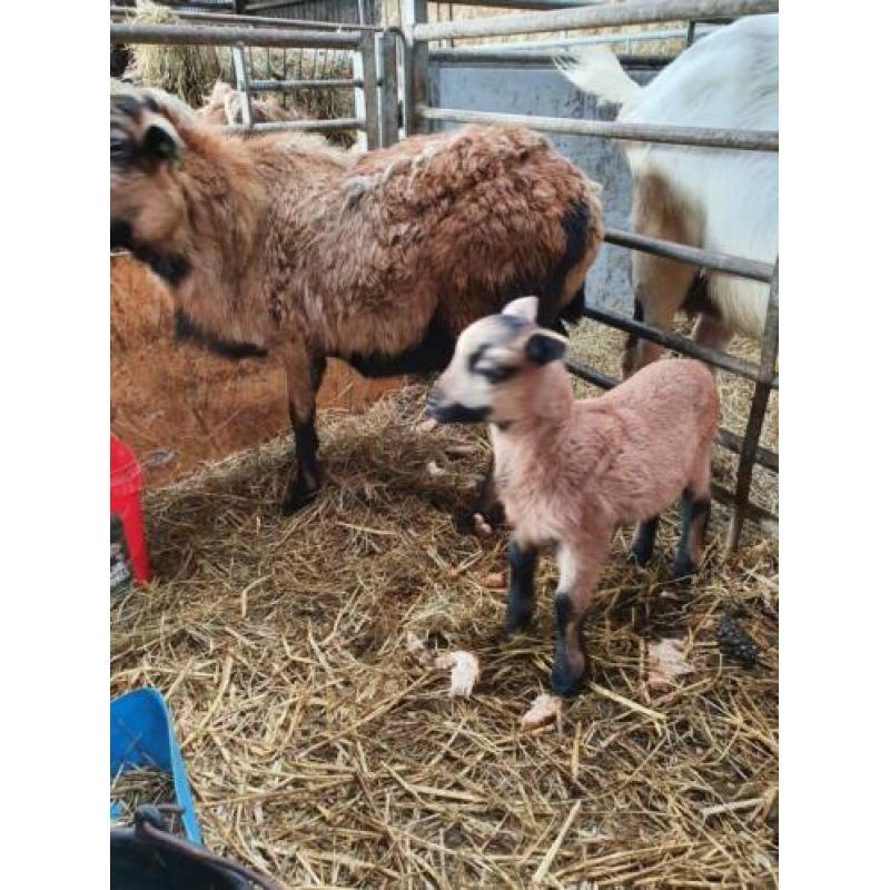 Kameroen haar schapen met lammeren