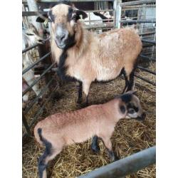 Kameroen haar schapen met lammeren