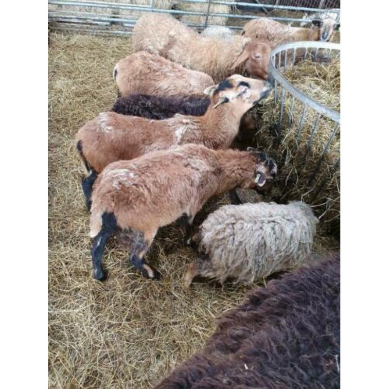 Kameroen haar schapen met lammeren