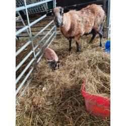 Kameroen haar schapen met lammeren