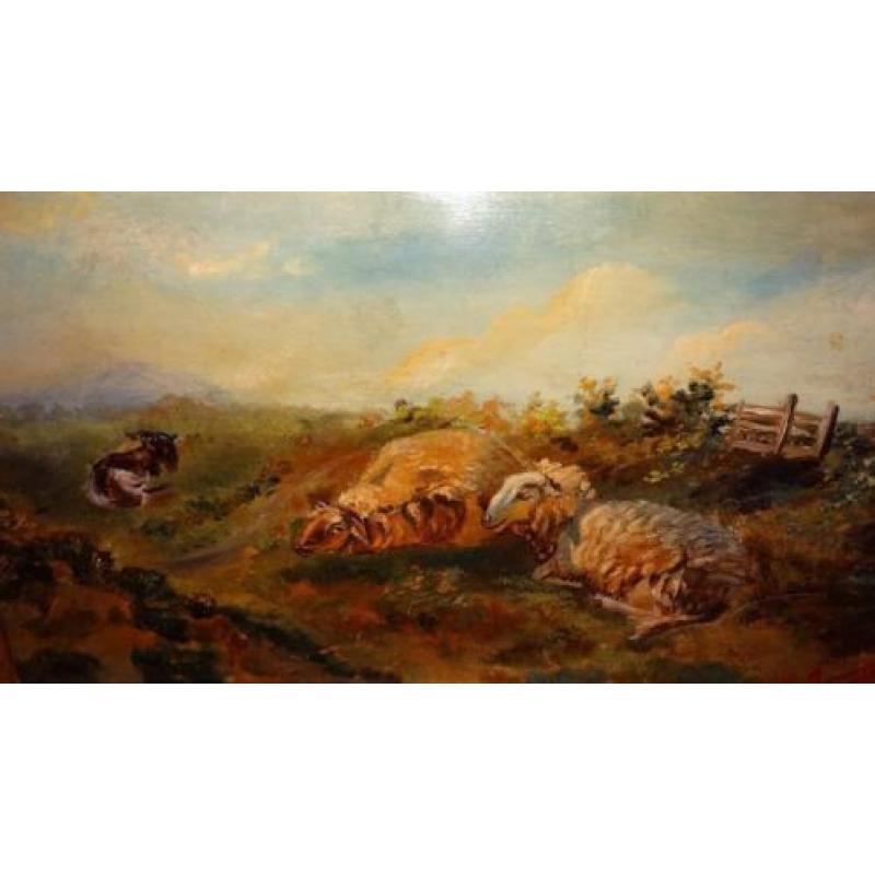 schapenschilderij op acajou paneel