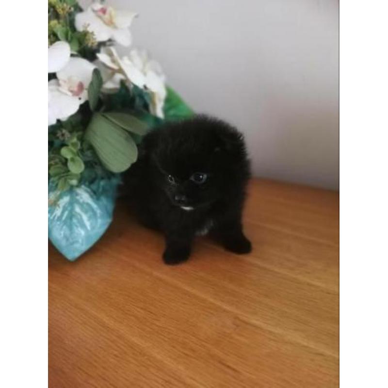 Pomchi reu