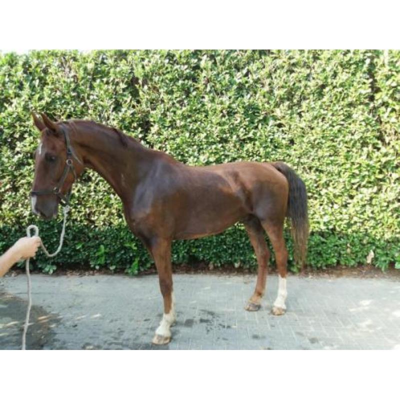 Mooie tuig/men paarden (marathonwagen Hans Meijer)