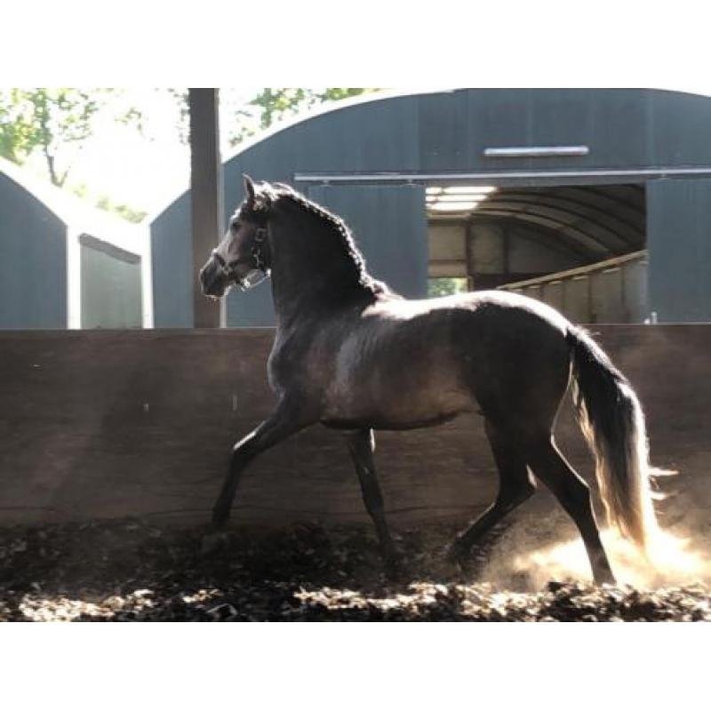 stoere P.R.E Andalusier hengst, grote maat.