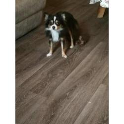 Pomchi reu