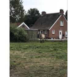 Te Koop Trekpaard Merrie