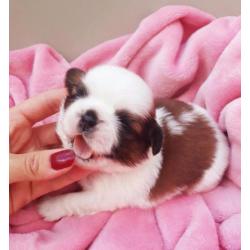 Shih tzu Puppies FCI