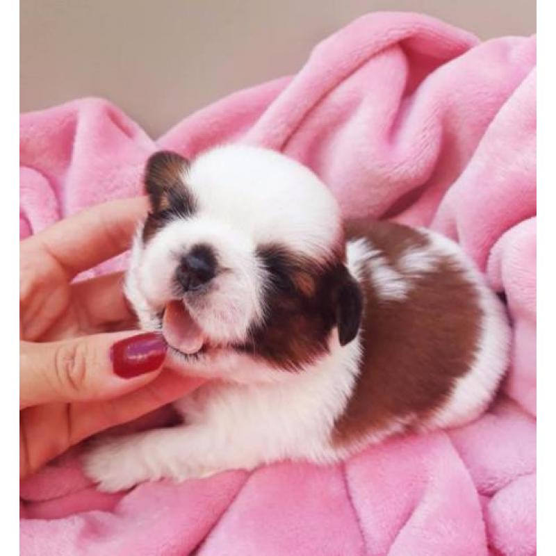 Shih tzu Puppies FCI