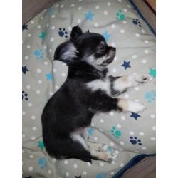 Chihuahuapup kijk snel ik mag weg
