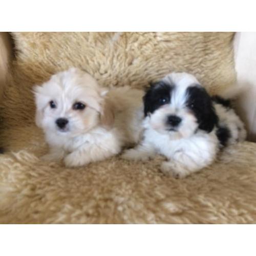 Kleinblijvende Boomer pups
