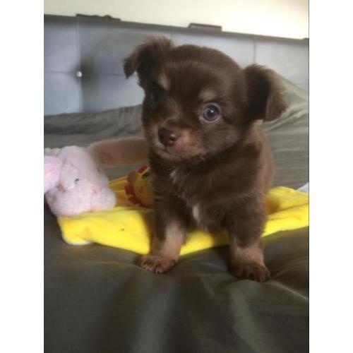 Chihuahua puppys