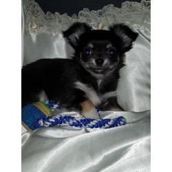 Chihuahuapup kijk snel ik mag weg
