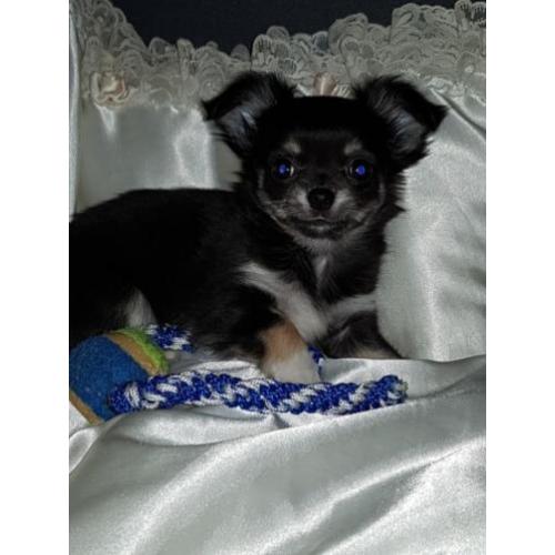 Chihuahuapup kijk snel ik mag weg