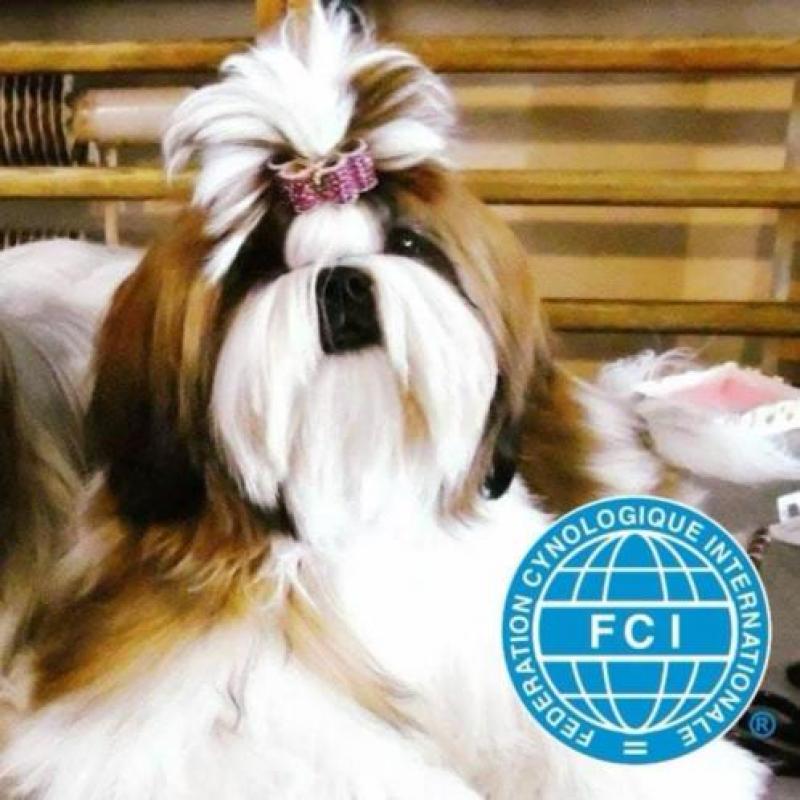 Shih tzu Puppies FCI