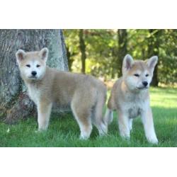 akita inu pups