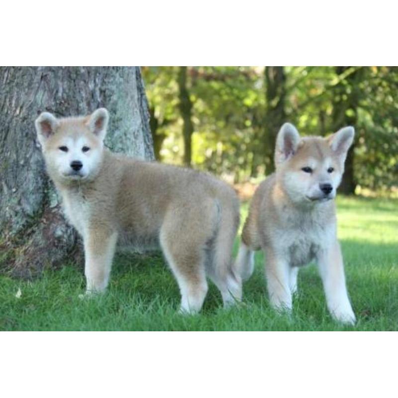 akita inu pups