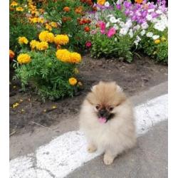 Zeer exclusief Teefje Pomerania/Pomeriaan/Dwergkeesje/FCI