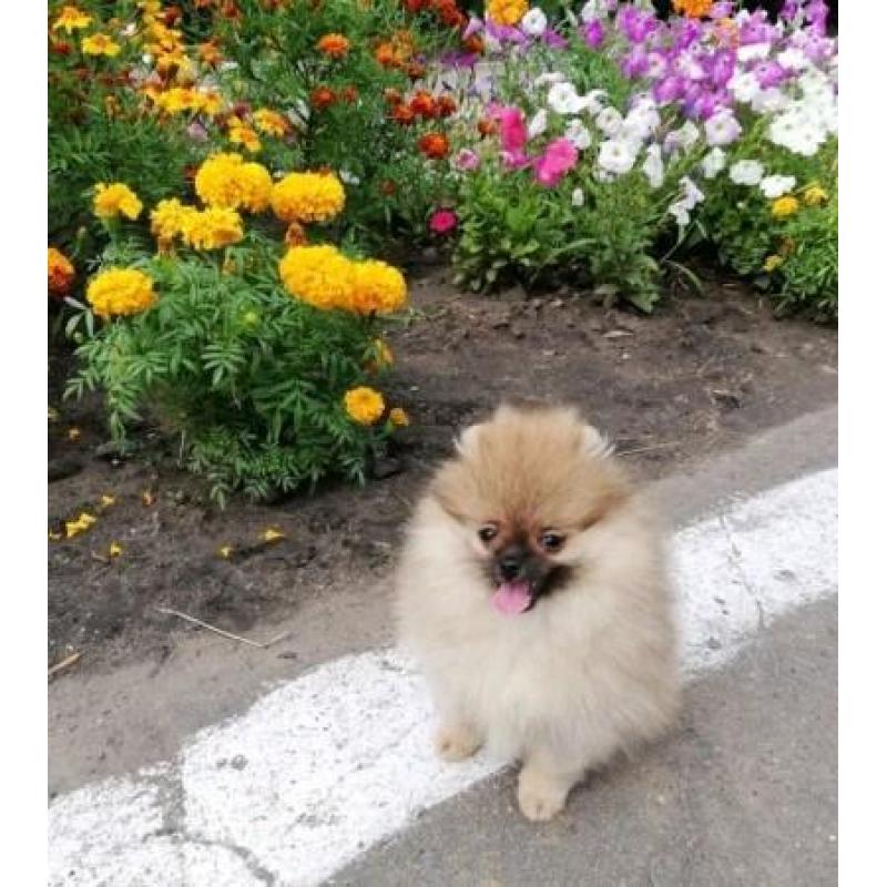 Zeer exclusief Teefje Pomerania/Pomeriaan/Dwergkeesje/FCI